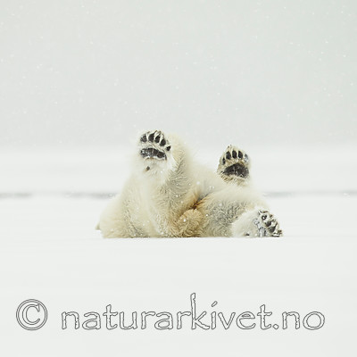 KA_140614_4736 / Ursus maritimus / Isbjørn