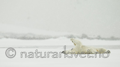 KA_140614_4746 / Ursus maritimus / Isbjørn