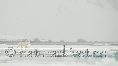 KA_140614_4747 / Ursus maritimus / Isbjørn