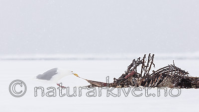 KA_140614_4752 / Larus hyperboreus / Polarmåke
