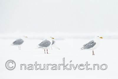 KA_140614_4755 / Larus hyperboreus / Polarmåke