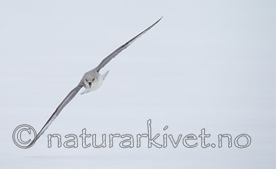 KA_140614_4765 / Fulmarus glacialis / Havhest