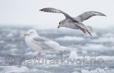 KA_140614_4766 / Fulmarus glacialis / Havhest <br /> Larus hyperboreus / Polarmåke