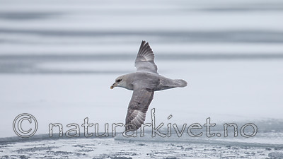 KA_140614_4771 / Fulmarus glacialis / Havhest