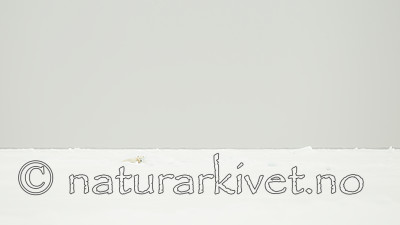 KA_140614_4776 / Ursus maritimus / Isbjørn