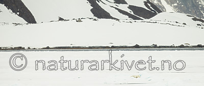 KA_140614_4779 / Ursus maritimus / Isbjørn