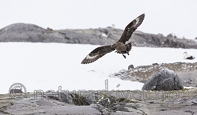 KA_140614_4782 / Stercorarius skua / Storjo