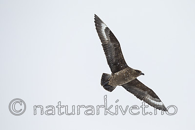 KA_140614_4784 / Stercorarius skua / Storjo