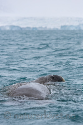 KA_140614_4790 / Odobenus rosmarus / Hvalross