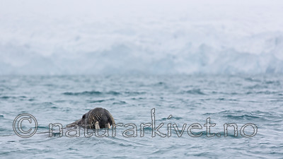 KA_140614_4793 / Odobenus rosmarus / Hvalross