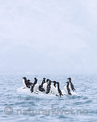 KA_140614_4806 / Uria lomvia / Polarlomvi