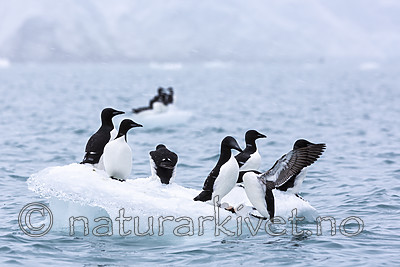 KA_140614_4809 / Uria lomvia / Polarlomvi