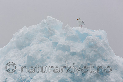 KA_140614_4815 / Larus hyperboreus / Polarmåke