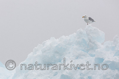 KA_140614_4817 / Larus hyperboreus / Polarmåke