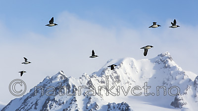 KA_140615_5025 / Uria lomvia / Polarlomvi