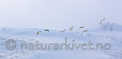 KA_140615_5029 / Uria lomvia / Polarlomvi