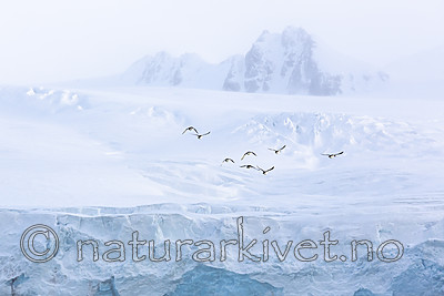 KA_140615_5031 / Uria lomvia / Polarlomvi