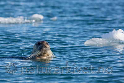 KA_140615_5131 / Erignathus barbatus / Storkobbe