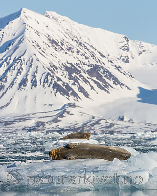 KA_140615_5150 / Erignathus barbatus / Storkobbe