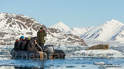 KA_140615_5174 / Erignathus barbatus / Storkobbe