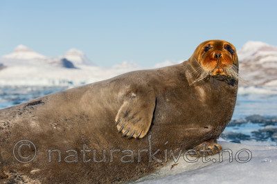 KA_140615_5237 / Erignathus barbatus / Storkobbe