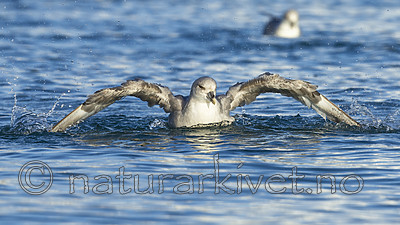 KA_140615_5251 / Fulmarus glacialis / Havhest