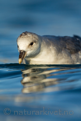 KA_140615_5267 / Fulmarus glacialis / Havhest
