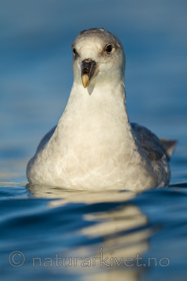 KA_140615_5270 / Fulmarus glacialis / Havhest