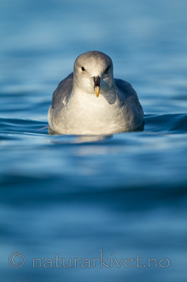 KA_140615_5274 / Fulmarus glacialis / Havhest