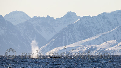 KA_140616_5320 / Balaenoptera physalus / Finnhval