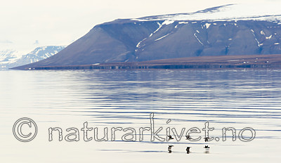 KA_140616_5431 / Fratercula arctica / Lunde