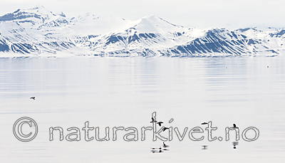 KA_140616_5435 / Fratercula arctica / Lunde