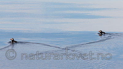 KA_140616_5438 / Fratercula arctica / Lunde