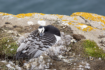KA_140616_5456 / Branta leucopsis / Hvitkinngås