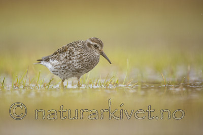 KA_140616_5520 / Calidris maritima / Fjæreplytt