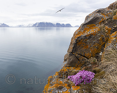 KA_140616_5547 / Saxifraga oppositifolia / Rødsildre