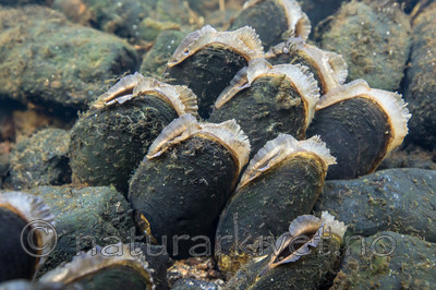 KA_140625_1281 / Margaritifera margaritifera / Elvemusling