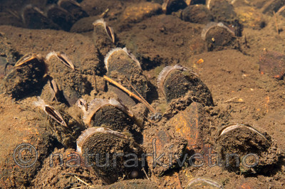 KA_140625_1286 / Margaritifera margaritifera / Elvemusling