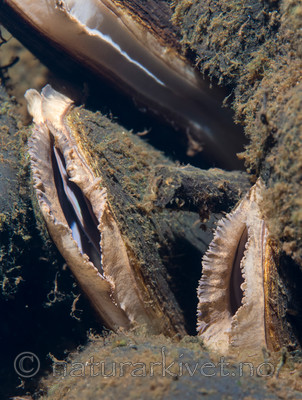 KA_140625_1295 / Margaritifera margaritifera / Elvemusling