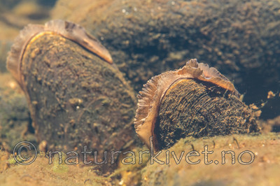 KA_140625_1298 / Margaritifera margaritifera / Elvemusling