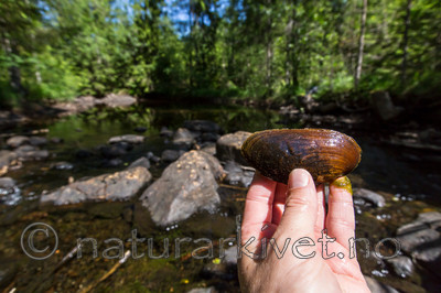 KA_140625_1307 / Margaritifera margaritifera / Elvemusling