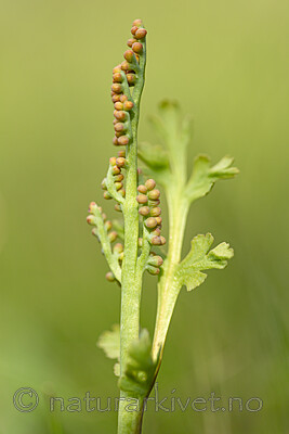 KA_140625_5938 / Botrychium matricariifolium / Huldrenøkkel