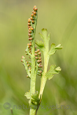 KA_140625_5939 / Botrychium matricariifolium / Huldrenøkkel
