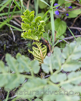 KA_140625_5943 / Botrychium multifidum / Høstmarinøkkel