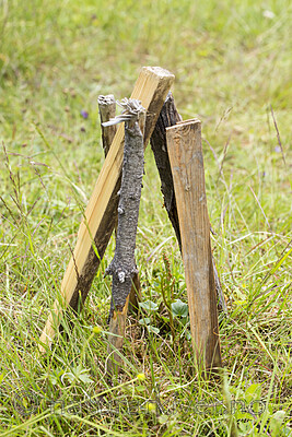 KA_140625_5944 / Botrychium matricariifolium / Huldrenøkkel