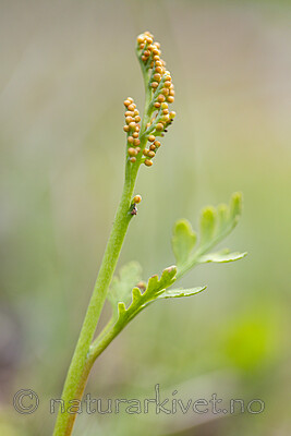 KA_140625_5947 / Botrychium matricariifolium / Huldrenøkkel