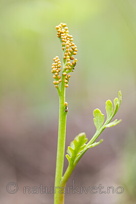 KA_140625_5948 / Botrychium matricariifolium / Huldrenøkkel
