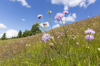 KA_140702_1228 / Knautia arvensis / Rødknapp