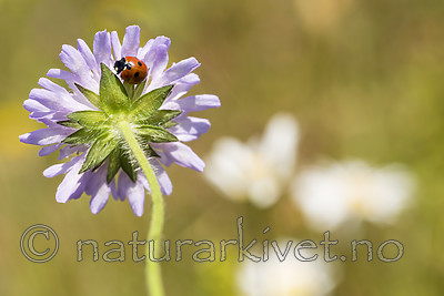 KA_140702_1244 / Coccinella quinquepunctata / Fem-prikket marihøne <br /> Knautia arvensis / Rødknapp