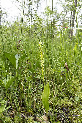 KA_140706_6040 / Microstylis monophyllos / Knottblom